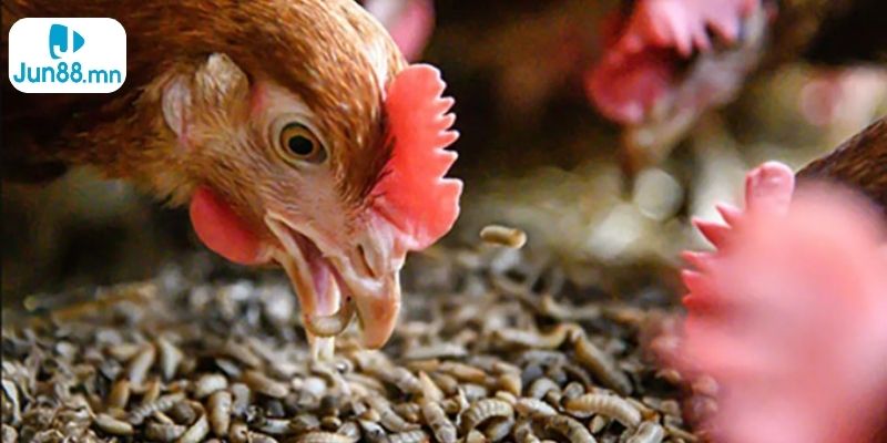 Bổ sung đúng loại thức ăn sẽ giúp tăng cường sức khỏe của gà